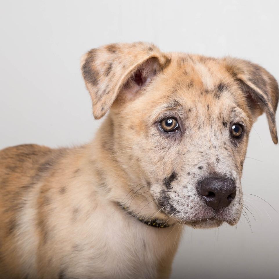 Enlarge Yogi D71416, a Adoptable mixed breed in Minnetonka, MN image 2/6
