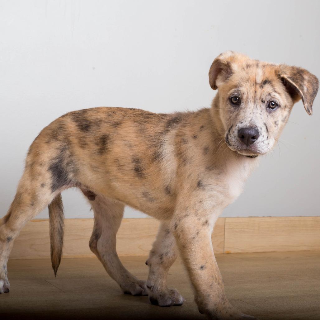 Enlarge Yogi D71416, a Adoptable mixed breed in Minnetonka, MN image 3/6