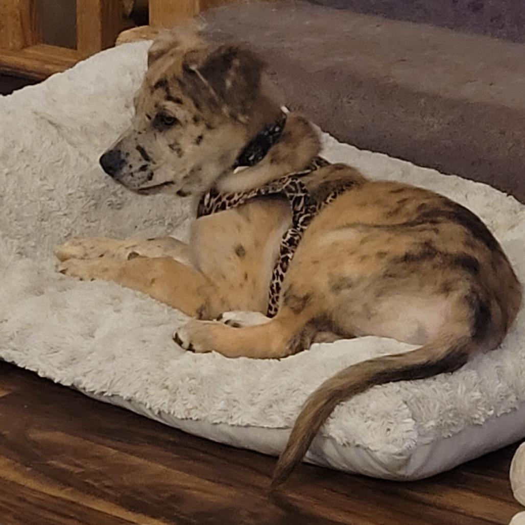 Enlarge Yogi D71416, a Adoptable mixed breed in Minnetonka, MN image 4/6