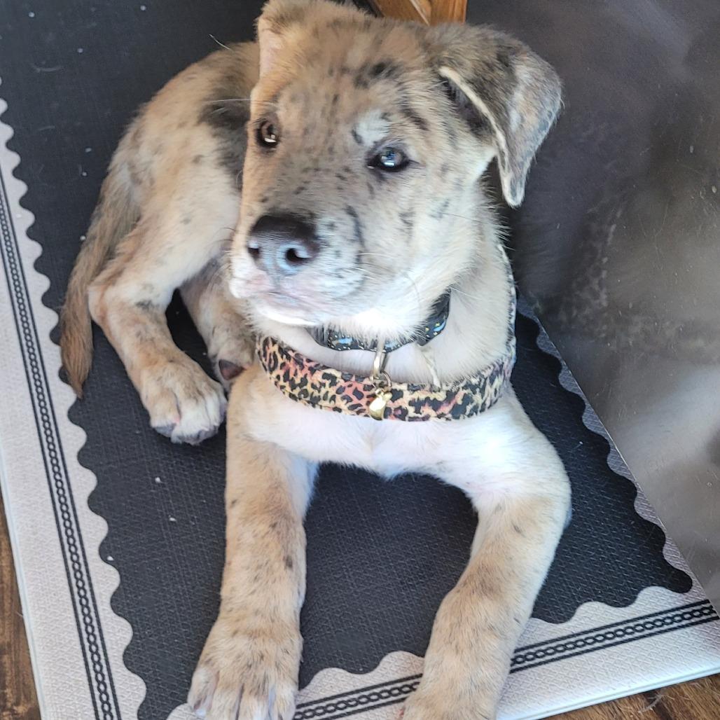 Enlarge Yogi D71416, a Adoptable mixed breed in Minnetonka, MN image 5/6