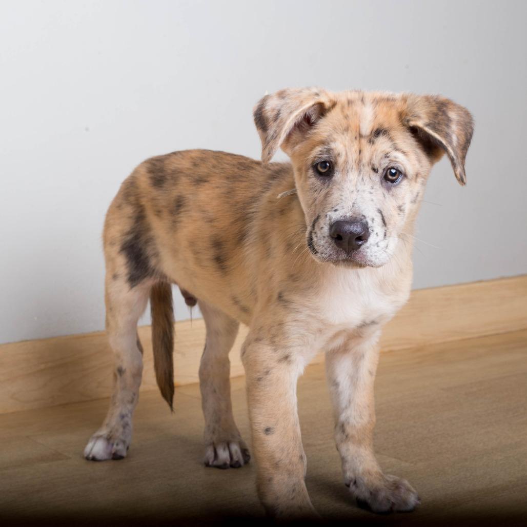 Enlarge Yogi D71416, a Adoptable mixed breed in Minnetonka, MN image 6/6