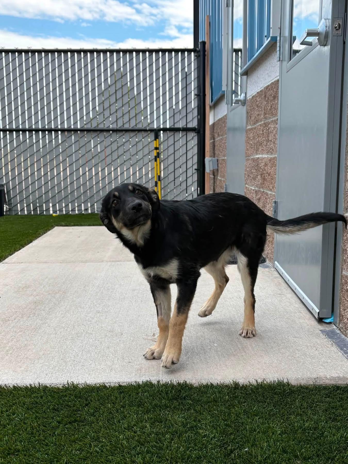 Harley Quinn, a ADOPTABLE mixed breed in Prineville, OR image 3/3