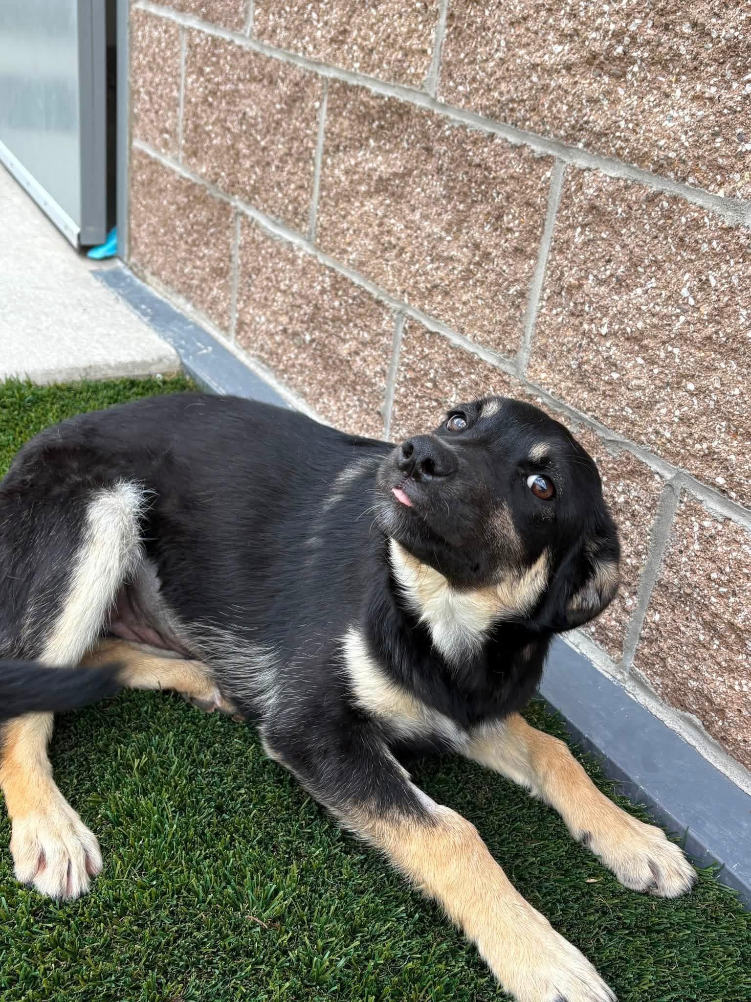 Harley Quinn, a ADOPTABLE mixed breed in Prineville, OR image 2/3