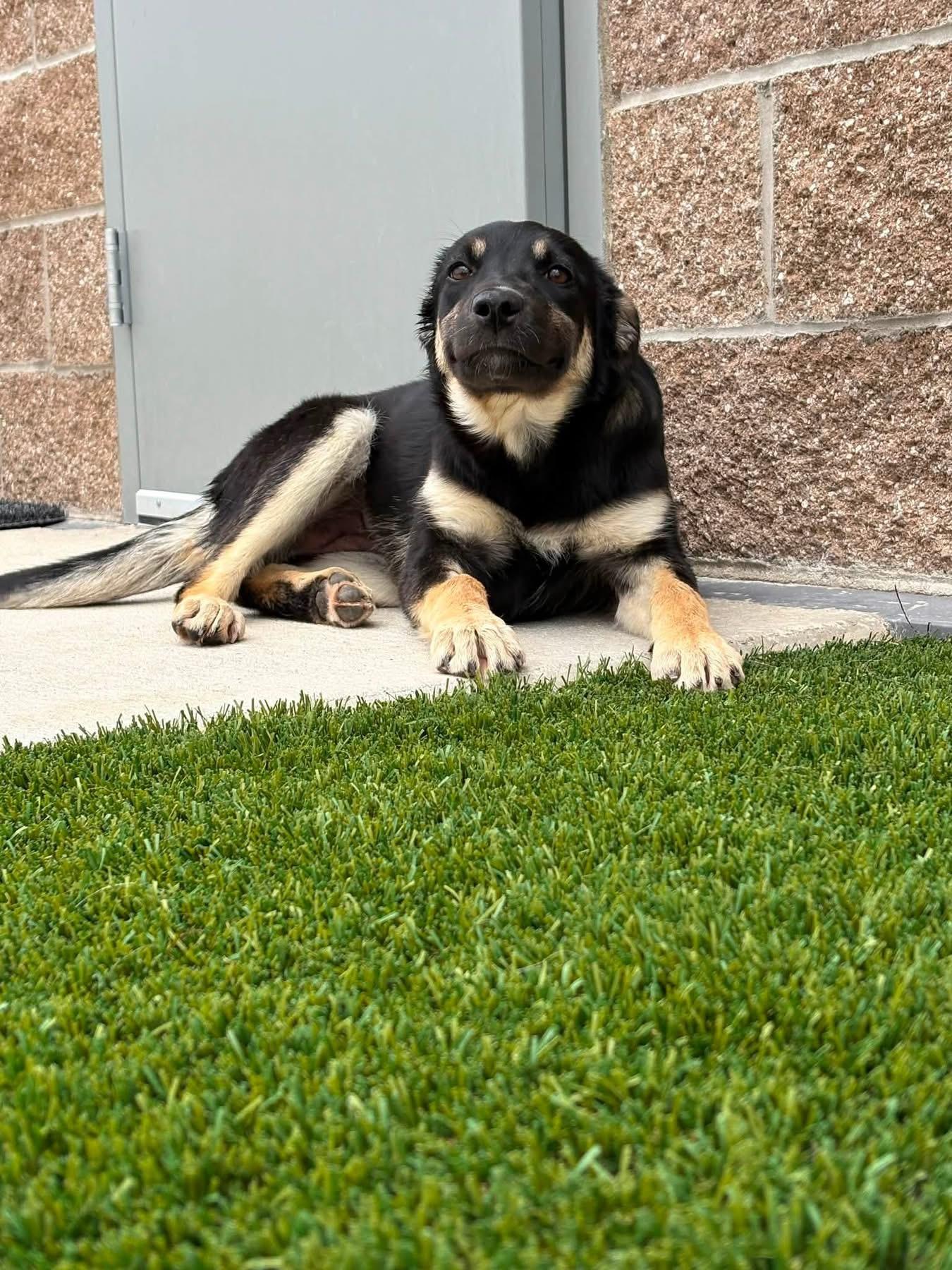 Harley Quinn, a ADOPTABLE mixed breed in Prineville, OR image 1/3