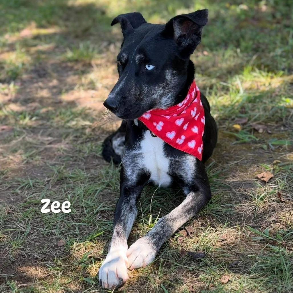 Zee, Adoptable, Young Female Mixed Breed.