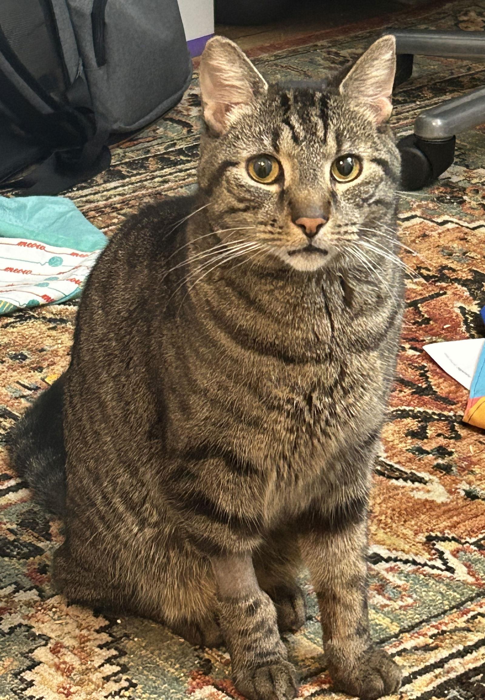 Lucas, Adoptable, Adult Male Domestic Short Hair.