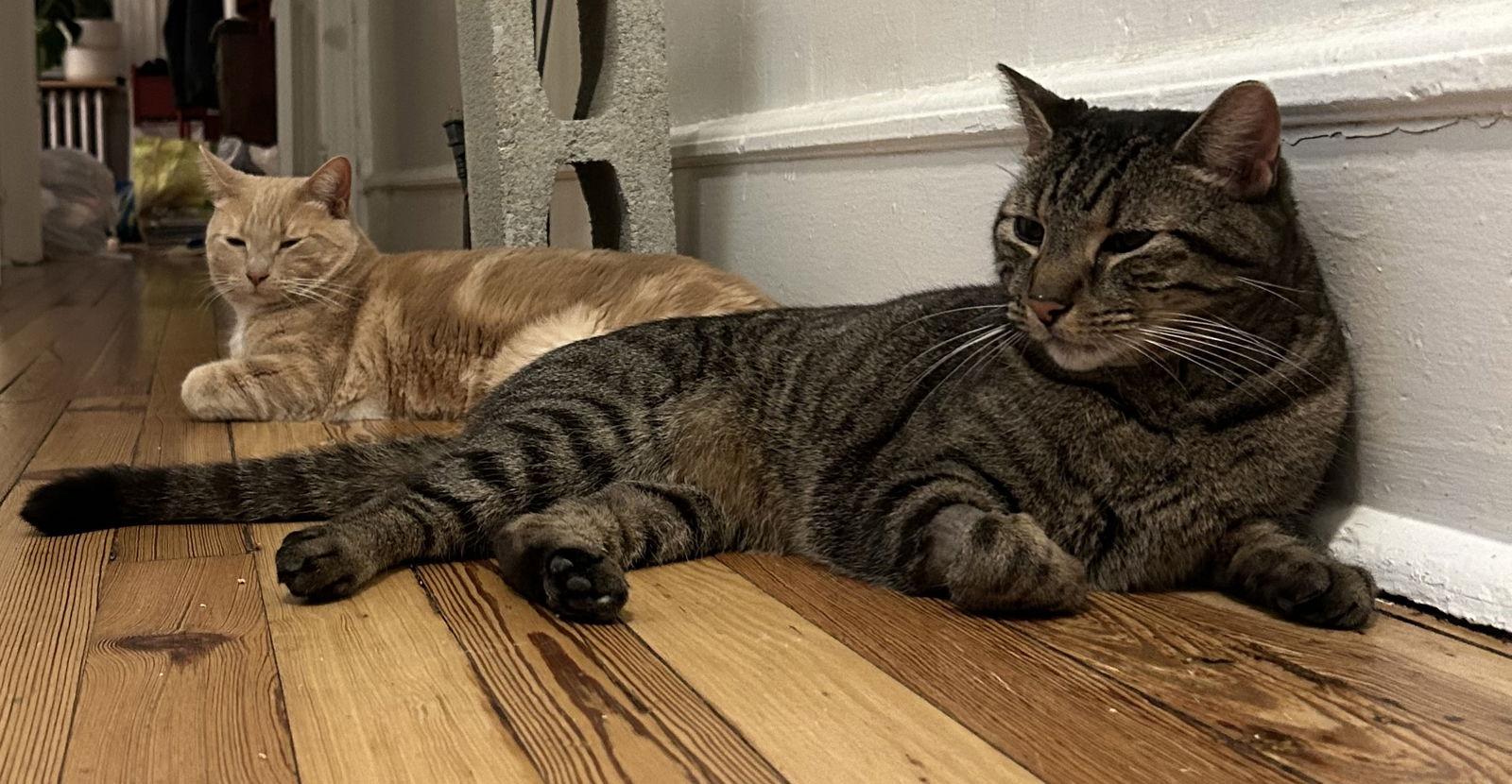 Enlarge Lucas, a Adoptable Domestic Short Hair in Newtown Square, PA image 2/3