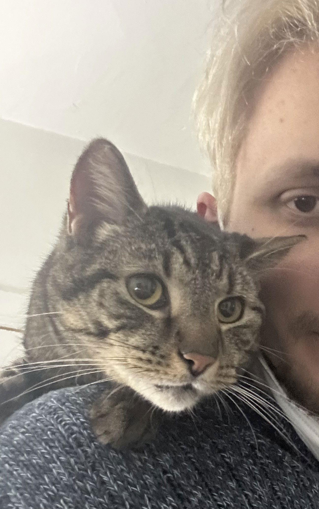 Enlarge Lucas, a Adoptable Domestic Short Hair in Newtown Square, PA image 3/3