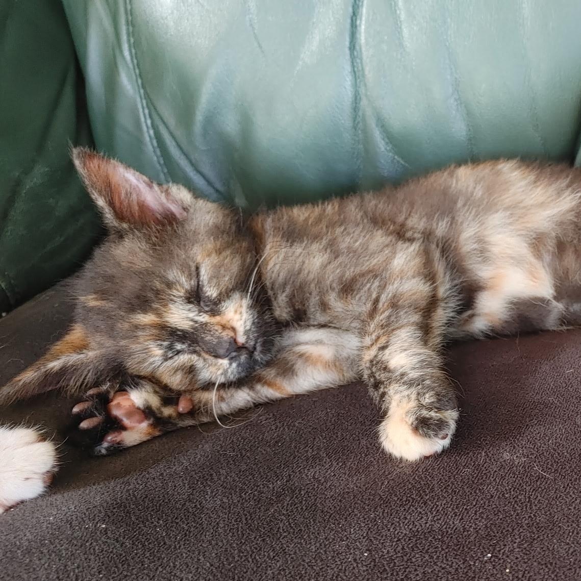 Irina - PENDING ADOPTION