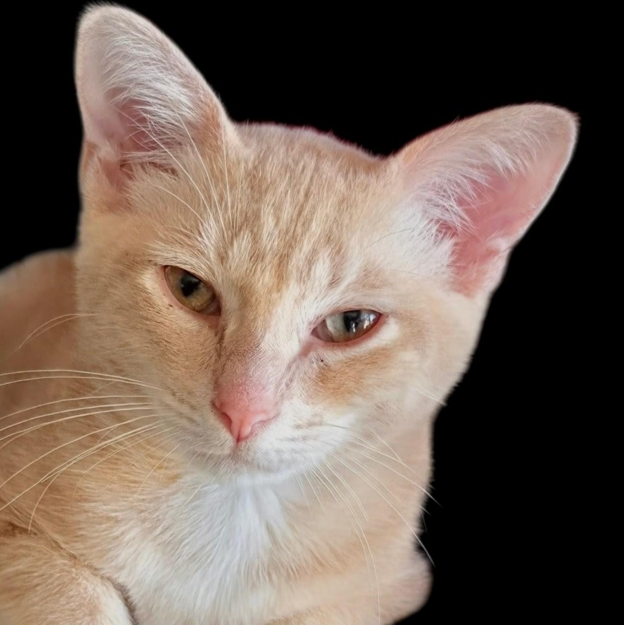 Enlarge Chai, an adopted mixed breed in New Port Richey, FL image 1/3