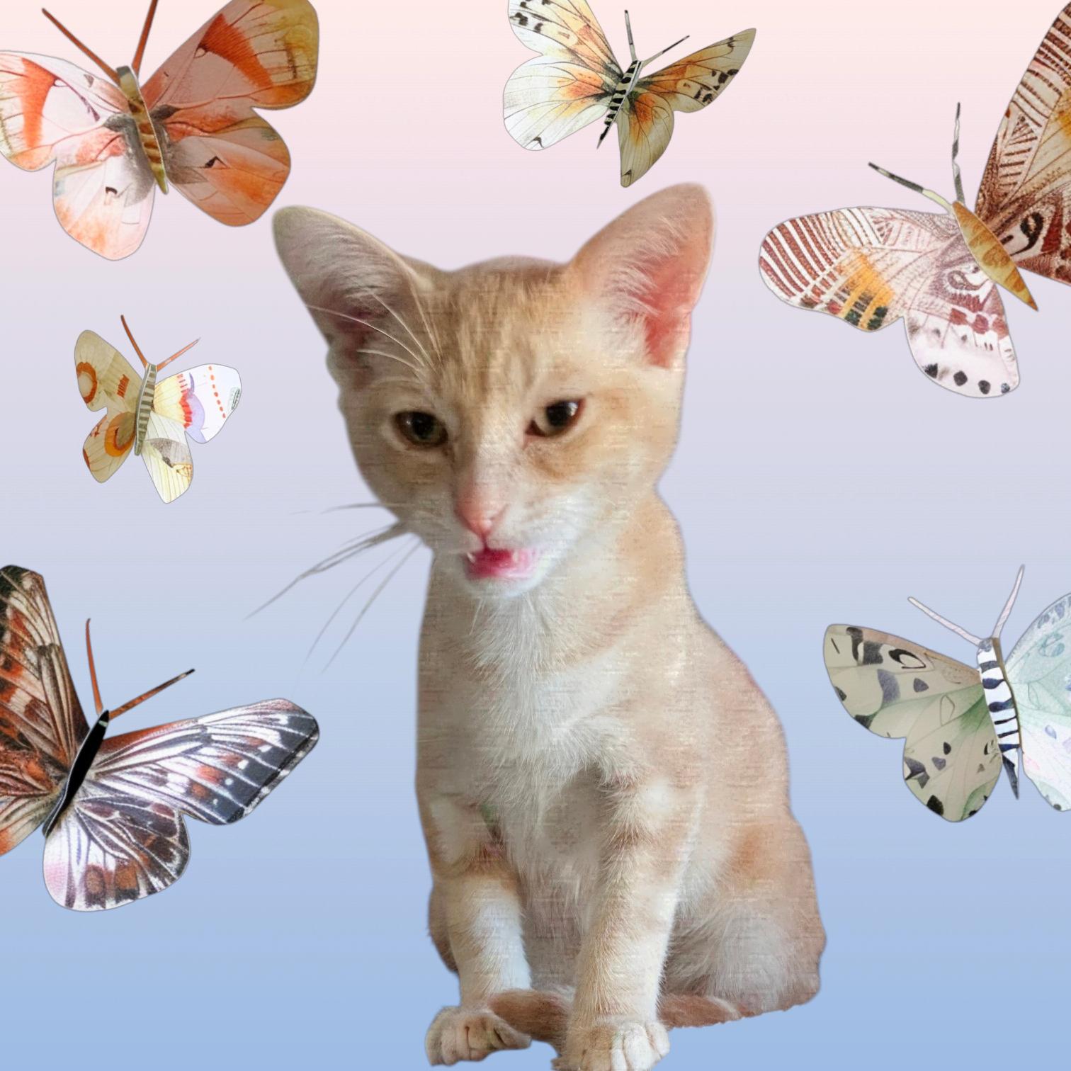 Enlarge Chai, an adopted mixed breed in New Port Richey, FL image 3/3