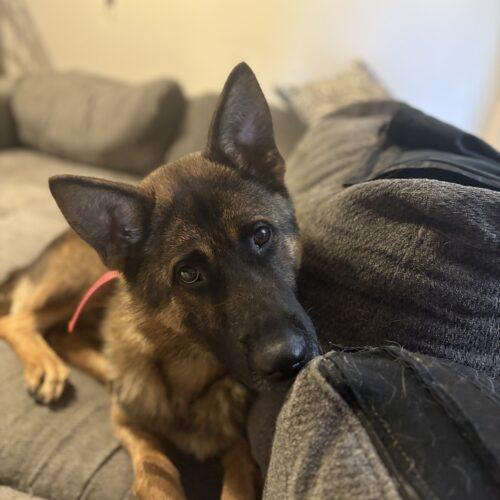 Enlarge Roger, a Adoptable German Shepherd Dog in Vienna, ON image 1/3