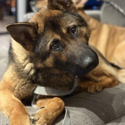 Enlarge Roger, a Adoptable German Shepherd Dog in Vienna, ON image 2/5