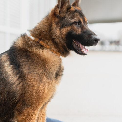 Enlarge Roger, a Adoptable German Shepherd Dog in Vienna, ON image 3/3