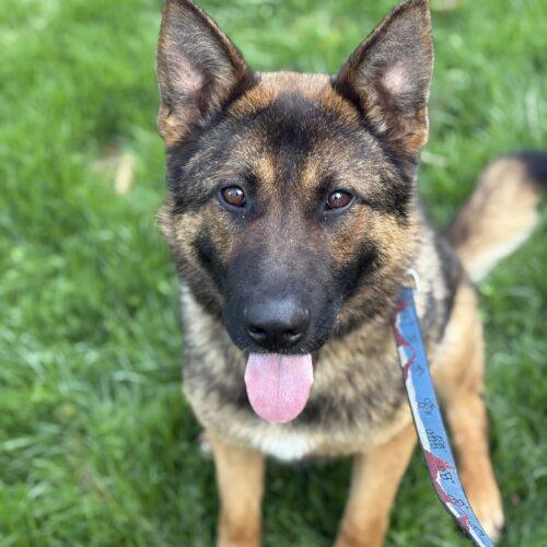 Enlarge Roger, a Adoptable German Shepherd Dog in Vienna, ON image 5/6