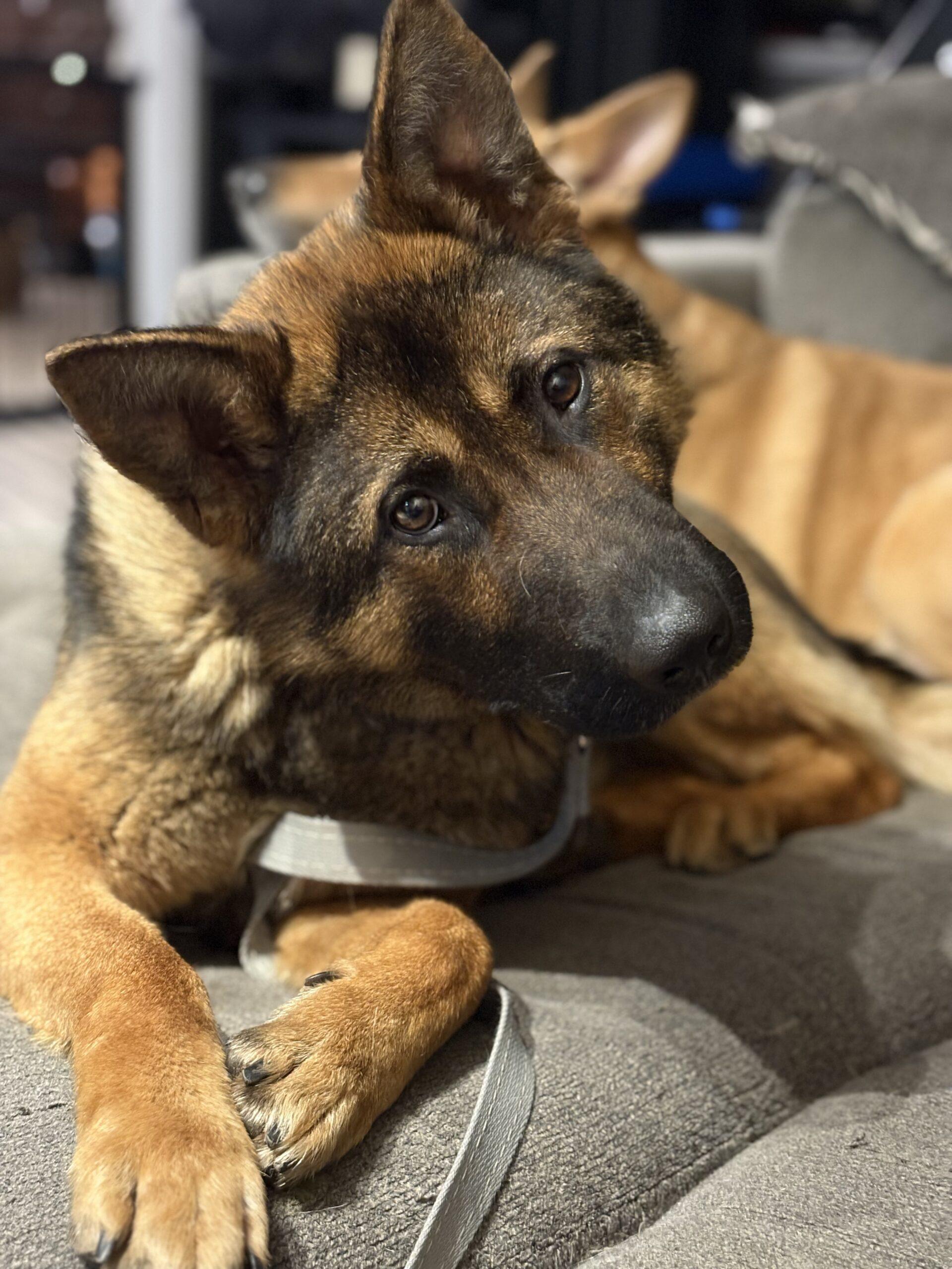Enlarge Roger, a Adoptable German Shepherd Dog in Vienna, ON image 4/5