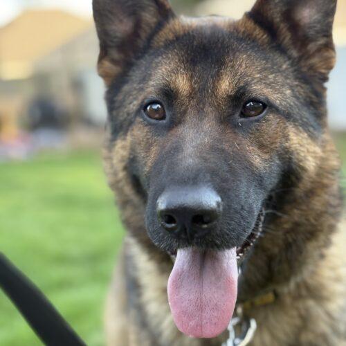 Enlarge Roger, a Adoptable German Shepherd Dog in Vienna, ON image 5/5