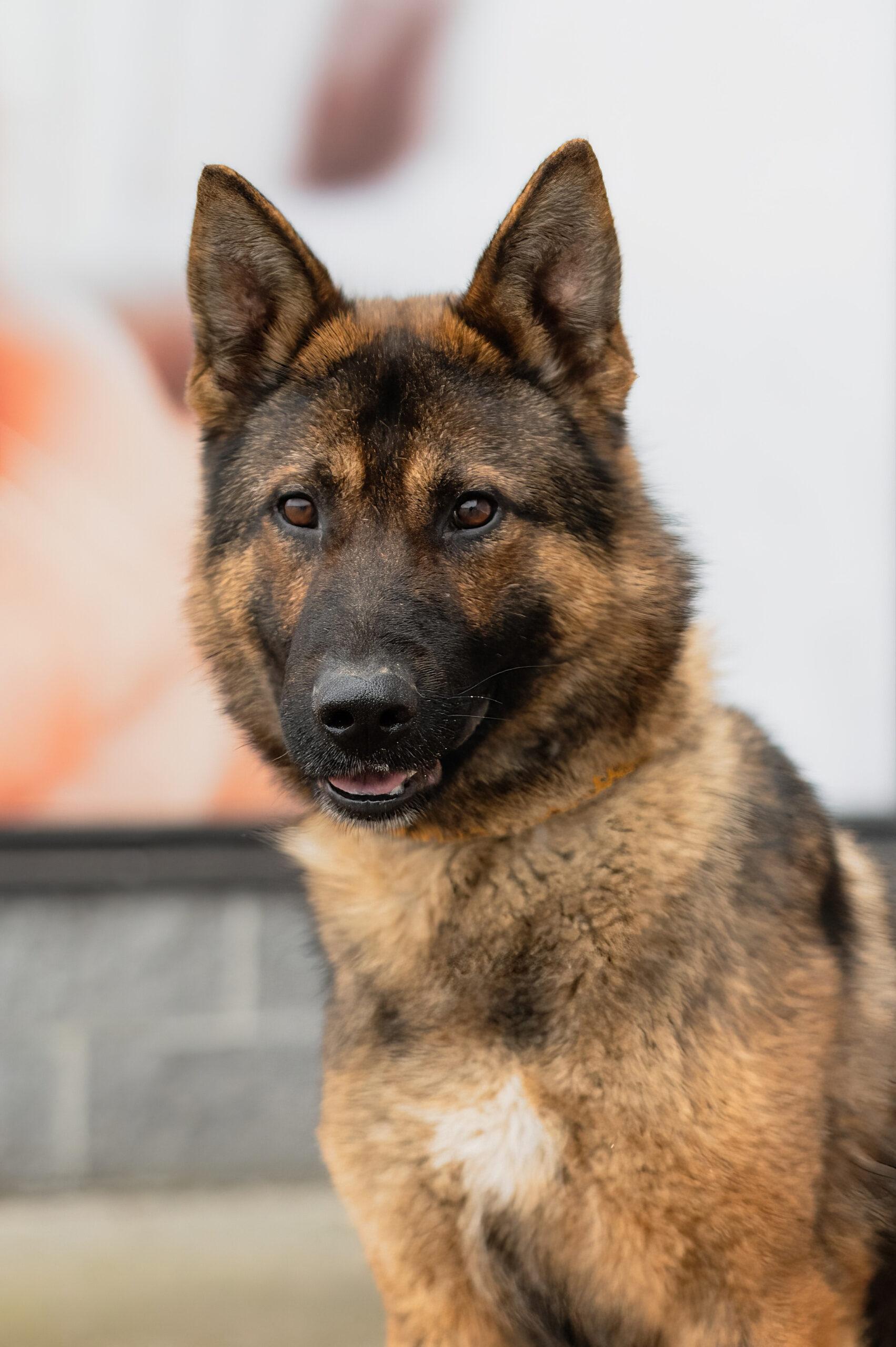 Roger, a Adoptable German Shepherd Dog in Vienna, ON image 3/3