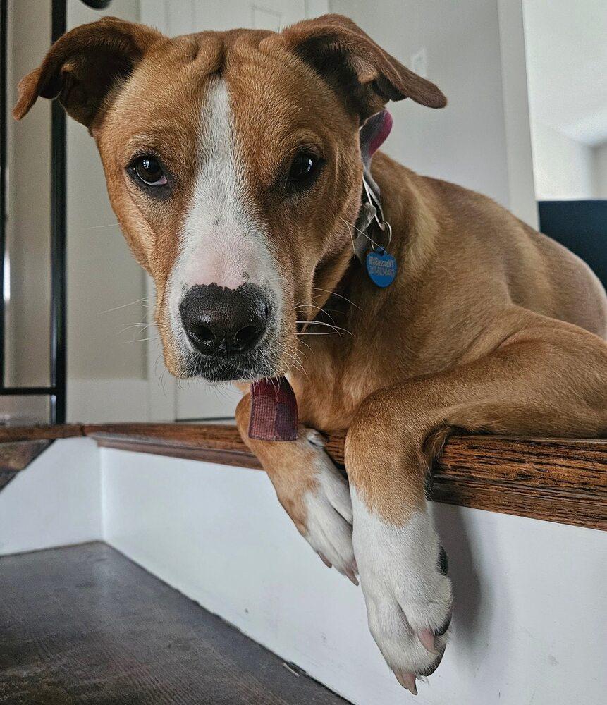 Stella, a Adoptable mixed breed in Huntington, NY image 1/5