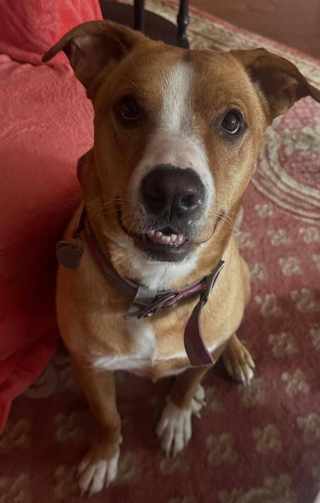 Stella, a Adoptable mixed breed in Huntington, NY image 4/5