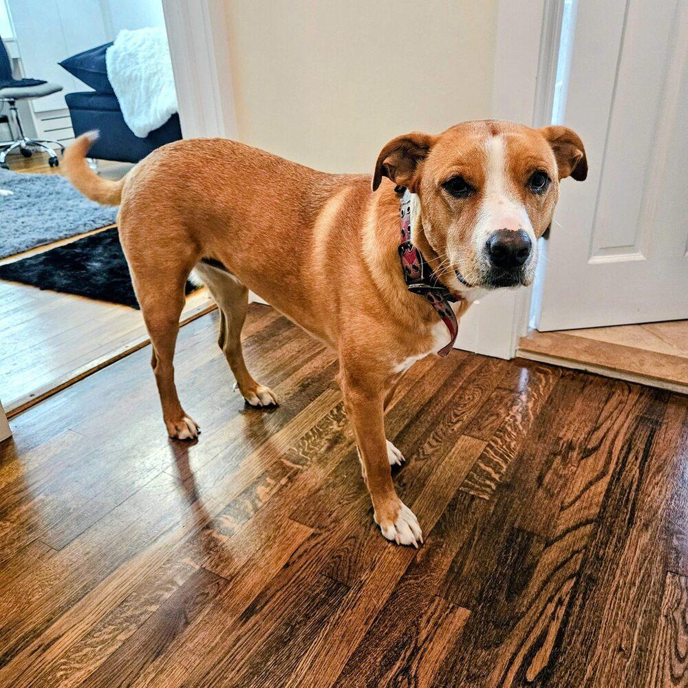 Stella, a Adoptable mixed breed in Huntington, NY image 5/5