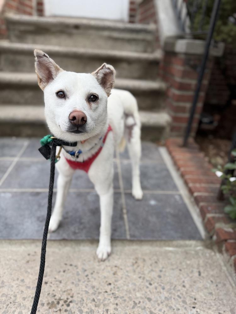 Dorori, Adoptable, Adult Female Jindo.