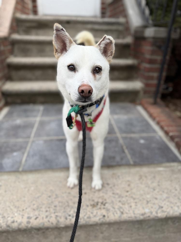 Dorori, a Adoptable Jindo in Long Island City, NY image 2/6
