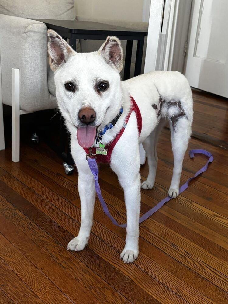 Dorori, a Adoptable Jindo in Long Island City, NY image 3/6