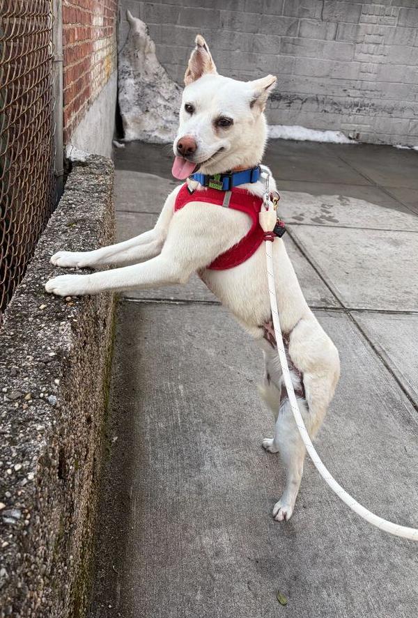 Enlarge Dorori, a Adoptable Jindo in Long Island City, NY image 4/6