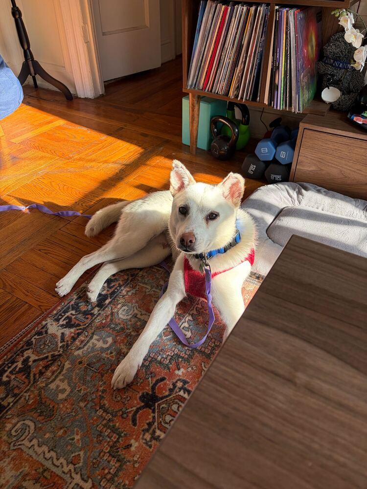 Dorori, a Adoptable Jindo in Long Island City, NY image 5/6