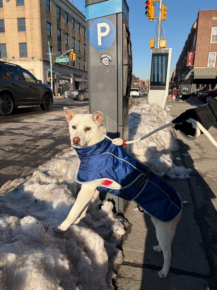 Dorori, a Adoptable Jindo in Long Island City, NY image 6/6