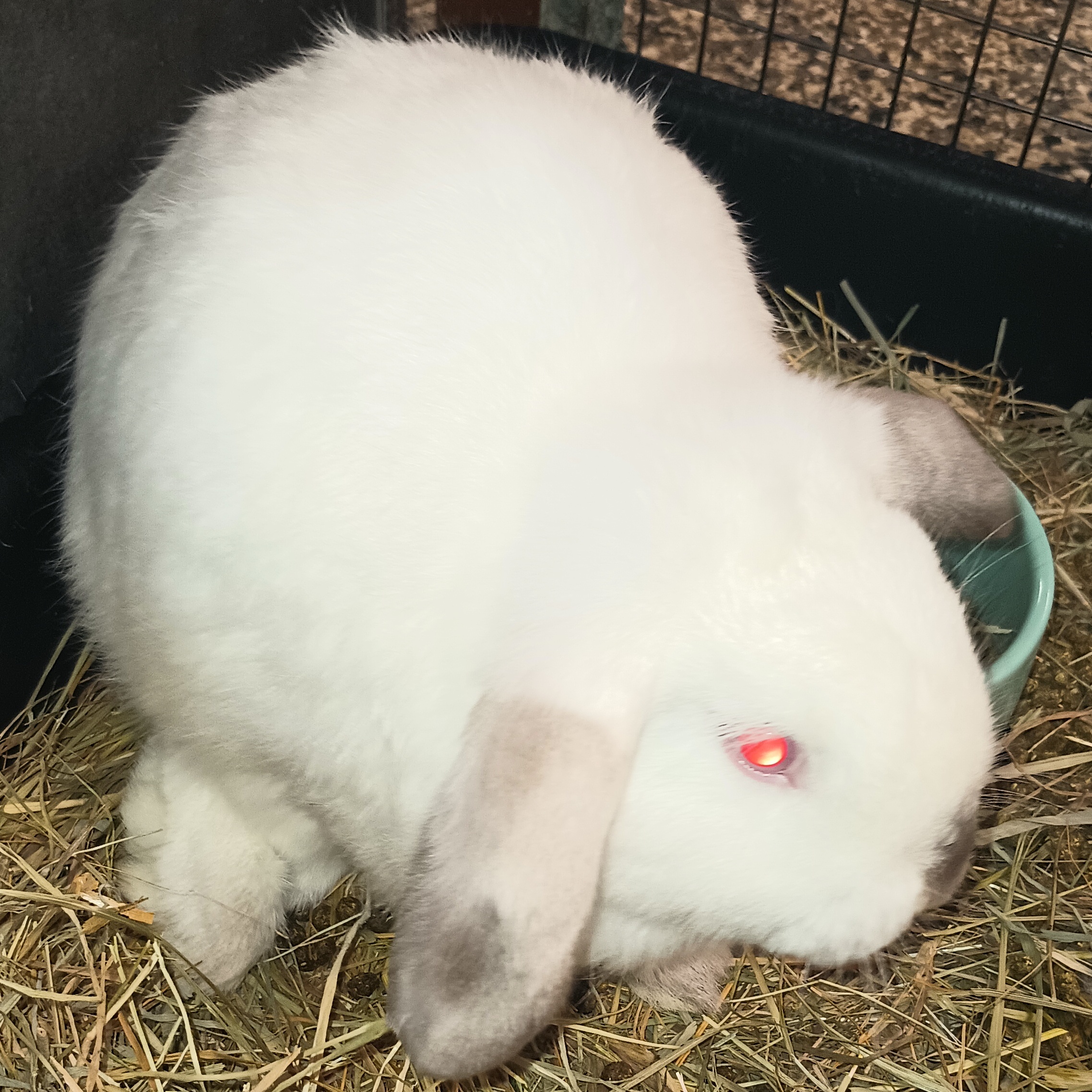 Enlarge Peekaboo, a Adoptable American in Gig Harbor, WA image 2/4