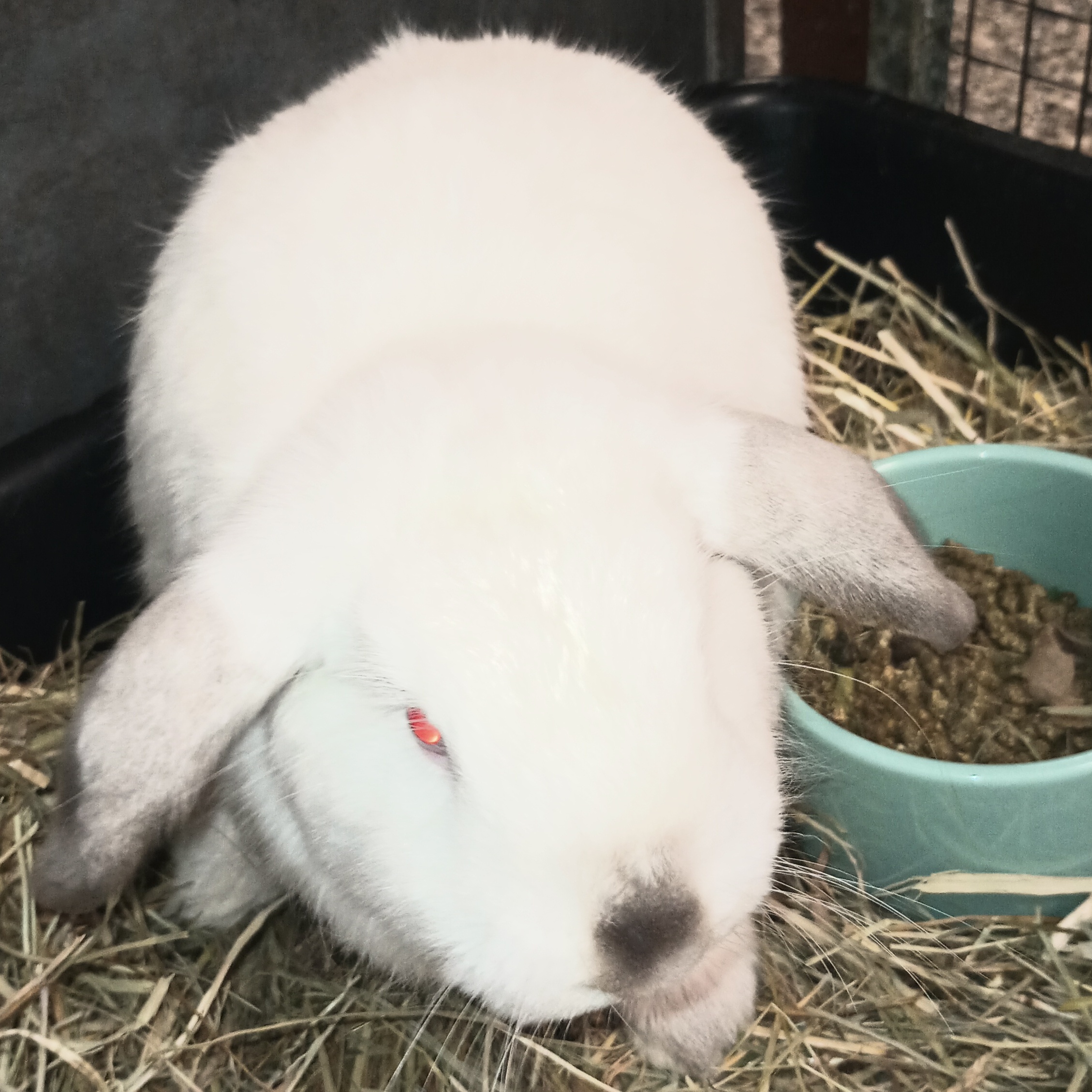 Enlarge Peekaboo, a Adoptable American in Gig Harbor, WA image 3/4