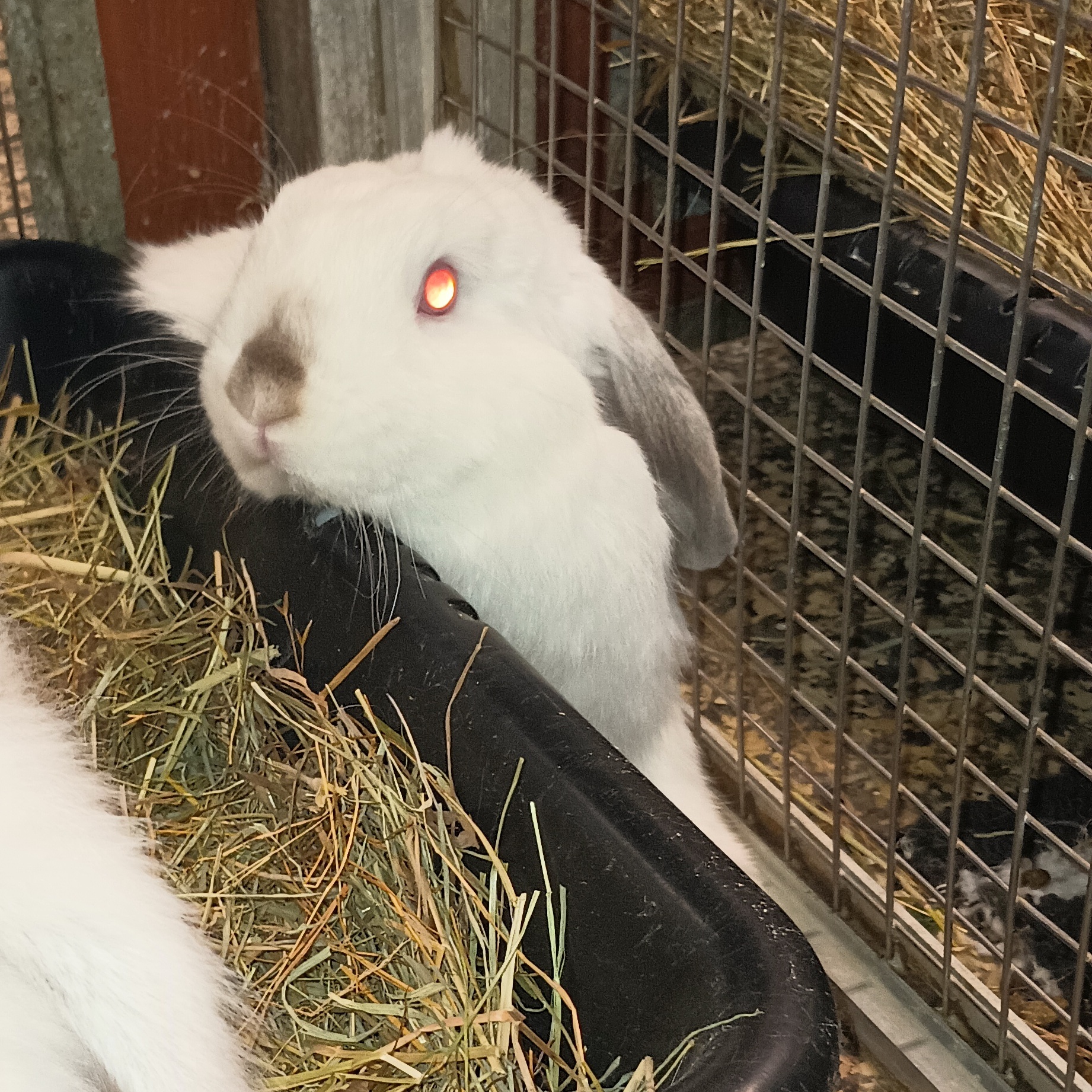 Peekaboo, Adoptable, Baby Male American.