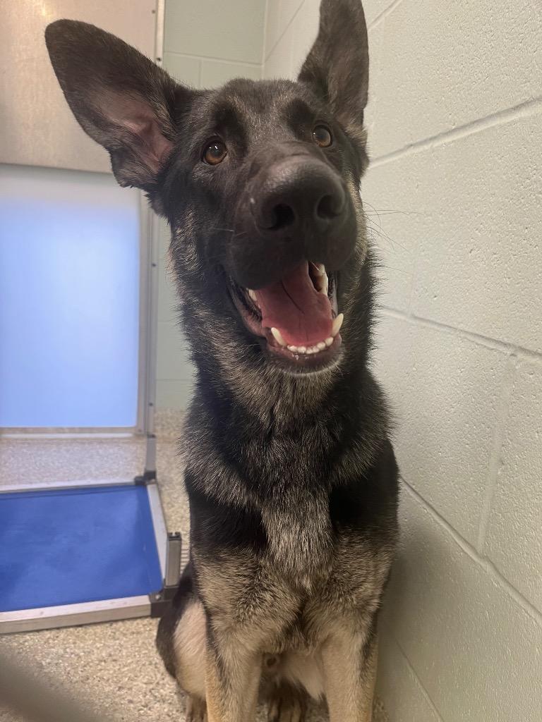 Enlarge Stormy, a Adoptable German Shepherd Dog in Auburn, IN image 1/1