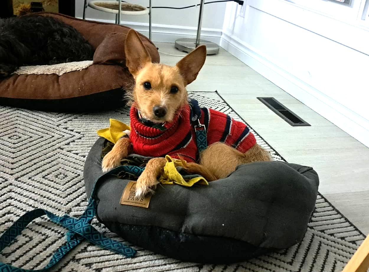 Hailey, ADOPTABLE, Adult Female Terrier.