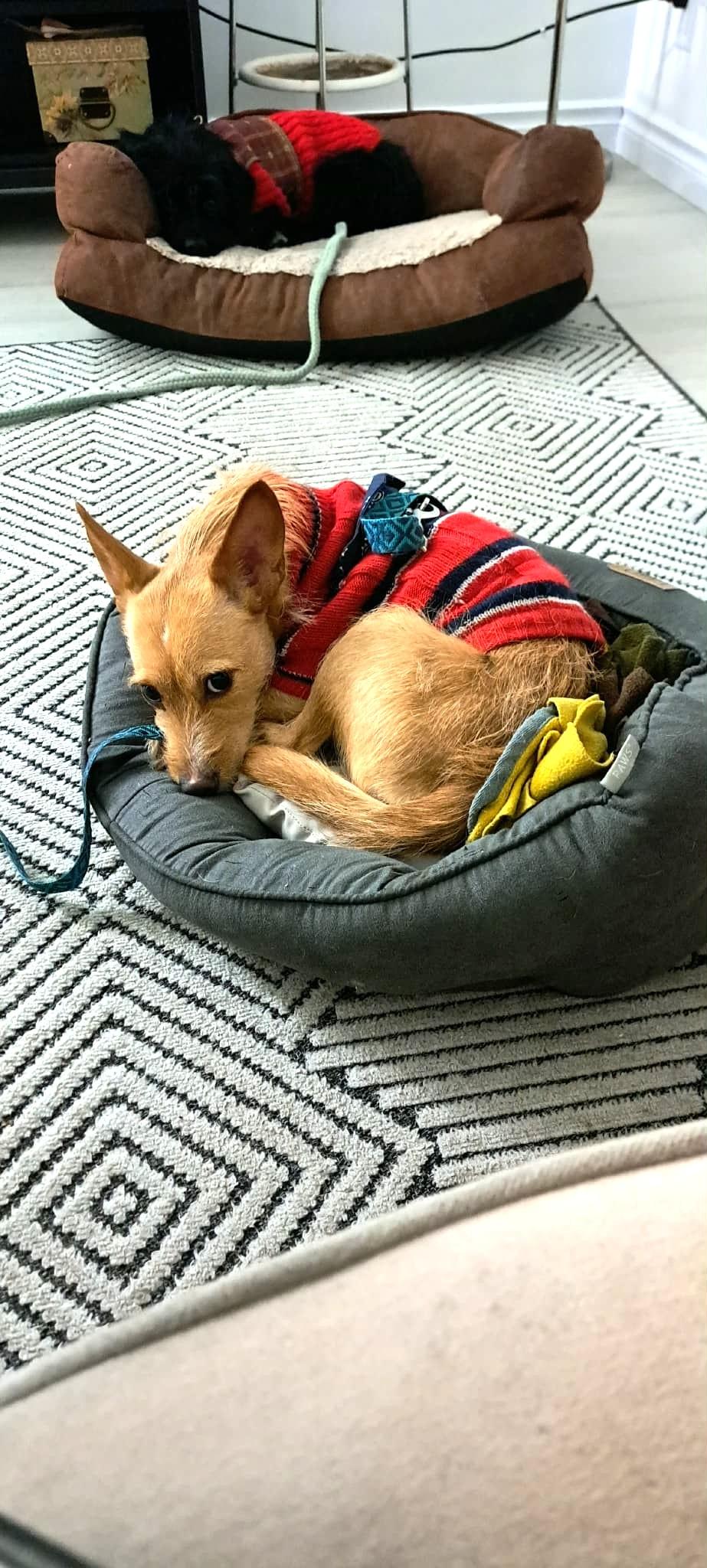 Hailey, a ADOPTABLE mixed breed in Calgary, AB image 2/6