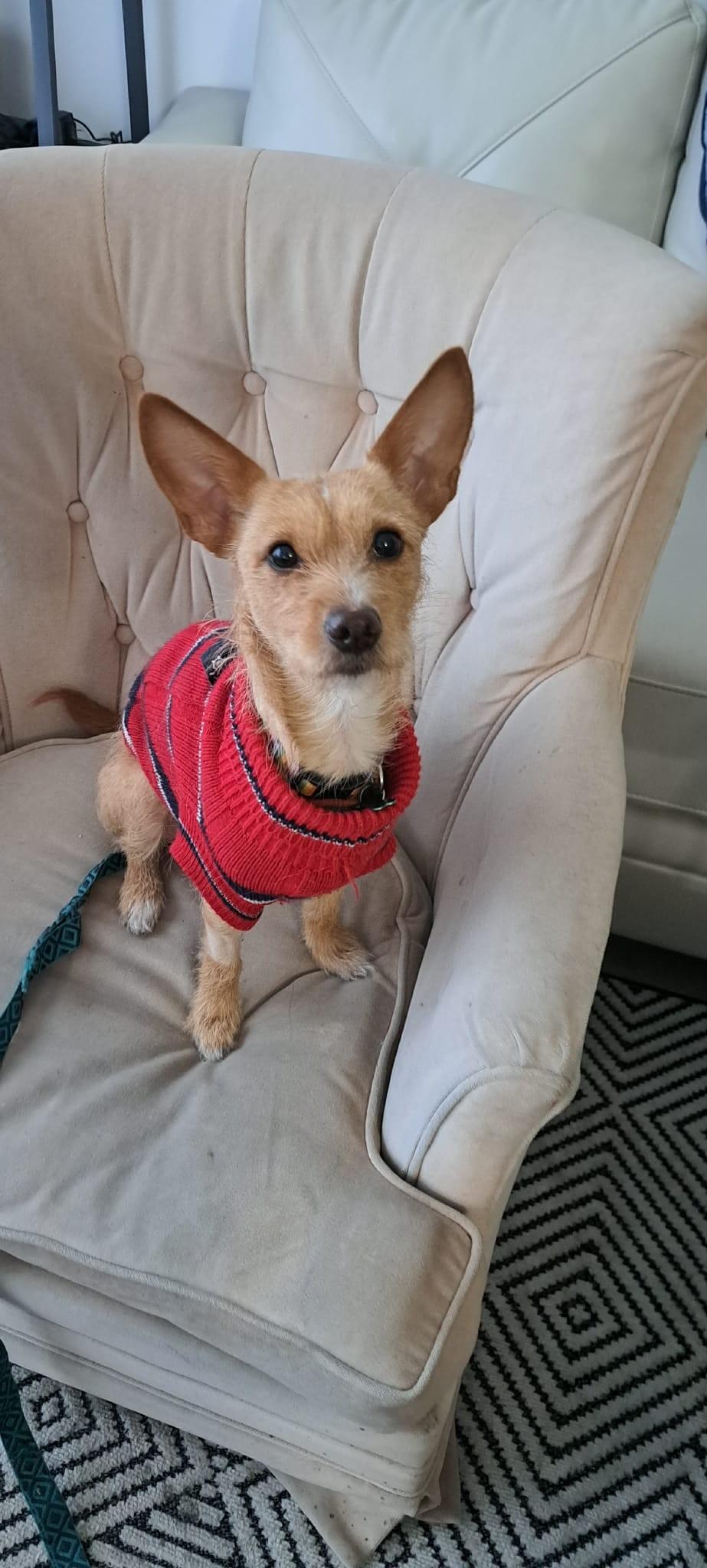 Hailey, a ADOPTABLE mixed breed in Calgary, AB image 3/6