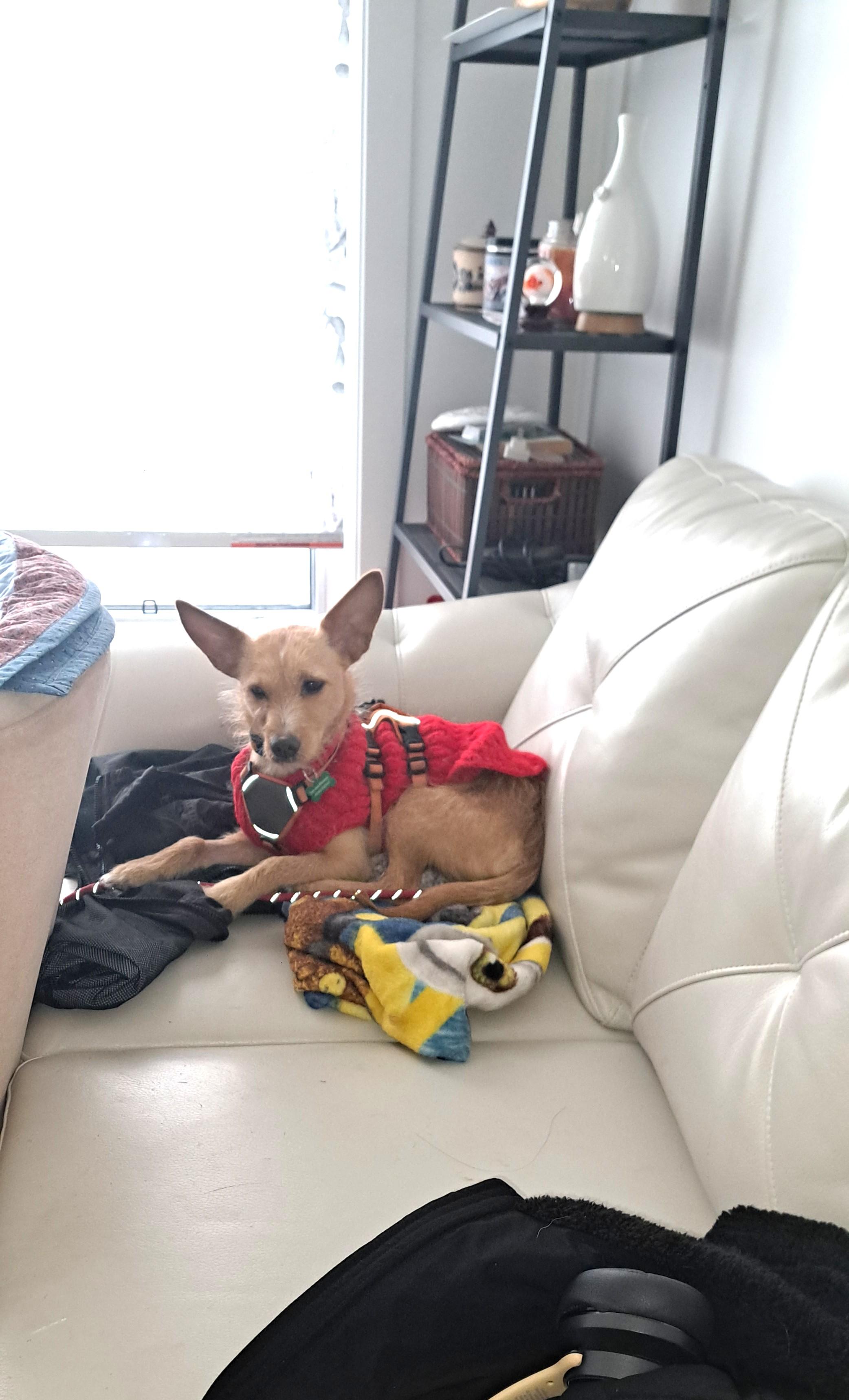 Hailey, a ADOPTABLE mixed breed in Calgary, AB image 4/6