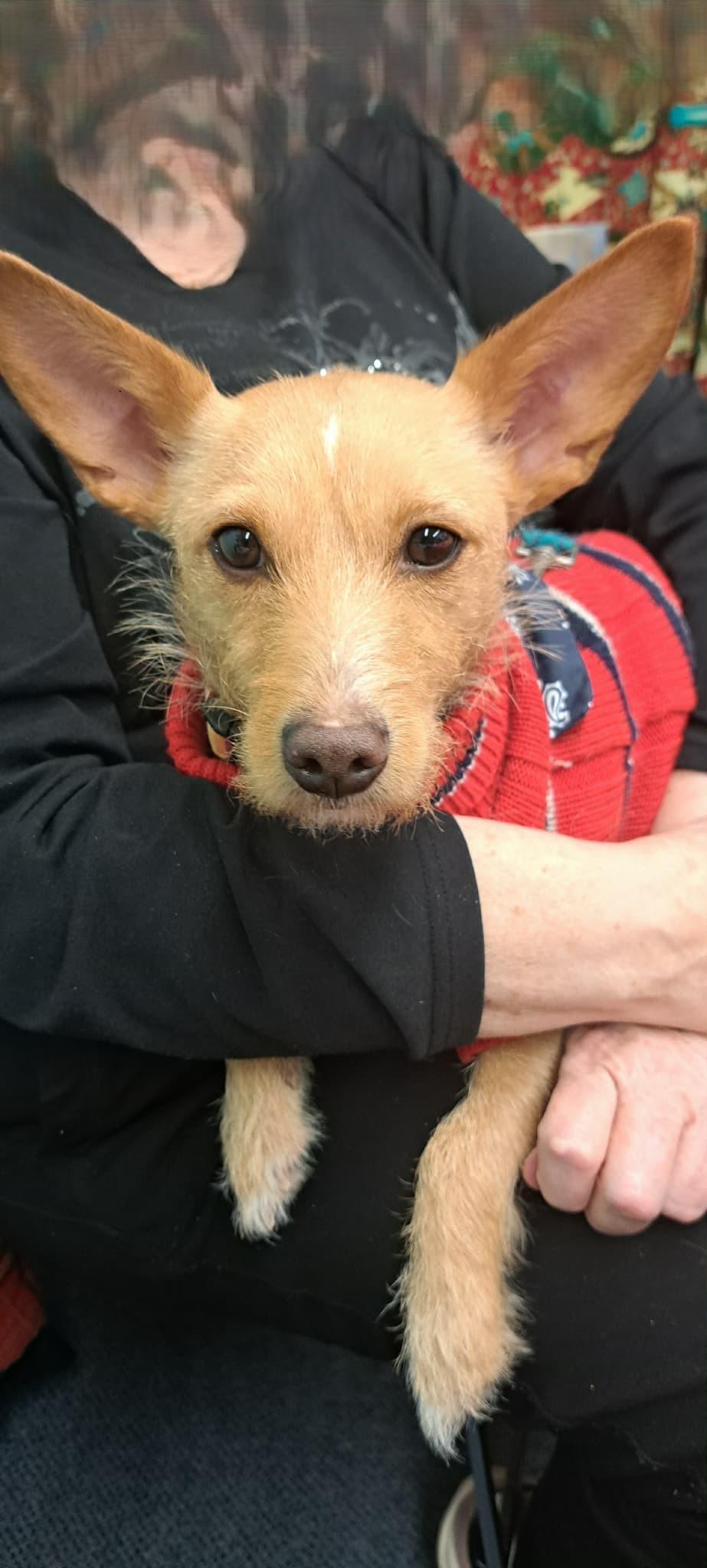 Hailey, a ADOPTABLE mixed breed in Calgary, AB image 5/6