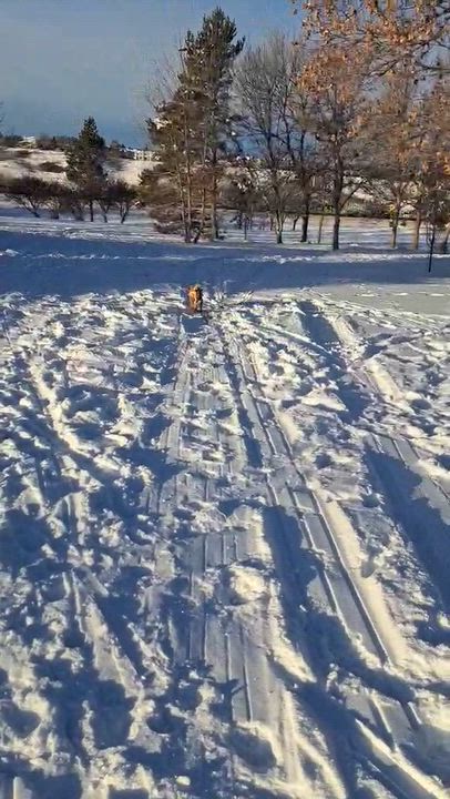 Enlarge Hailey, a ADOPTABLE mixed breed in Calgary, AB video 6/6