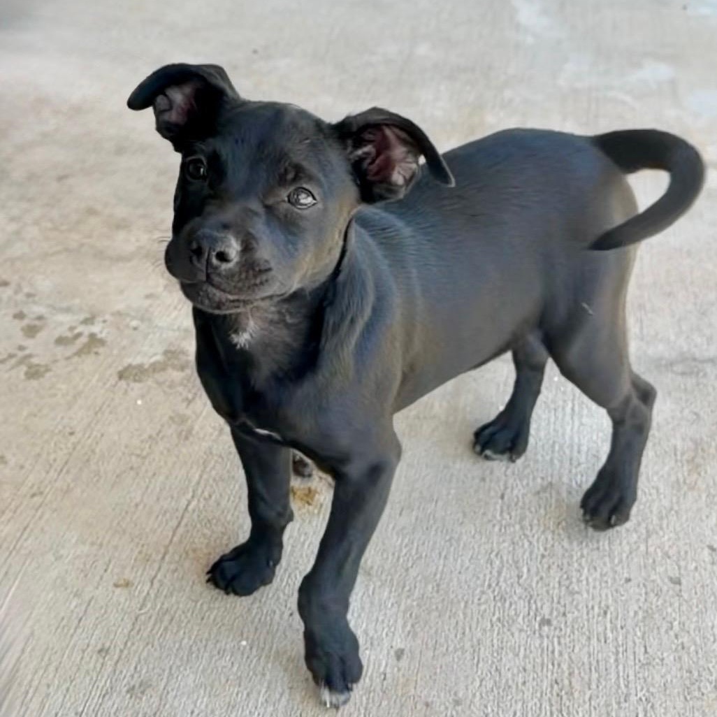 Enlarge Stella, an adopted mixed breed in Bella Vista, AR image 2/2