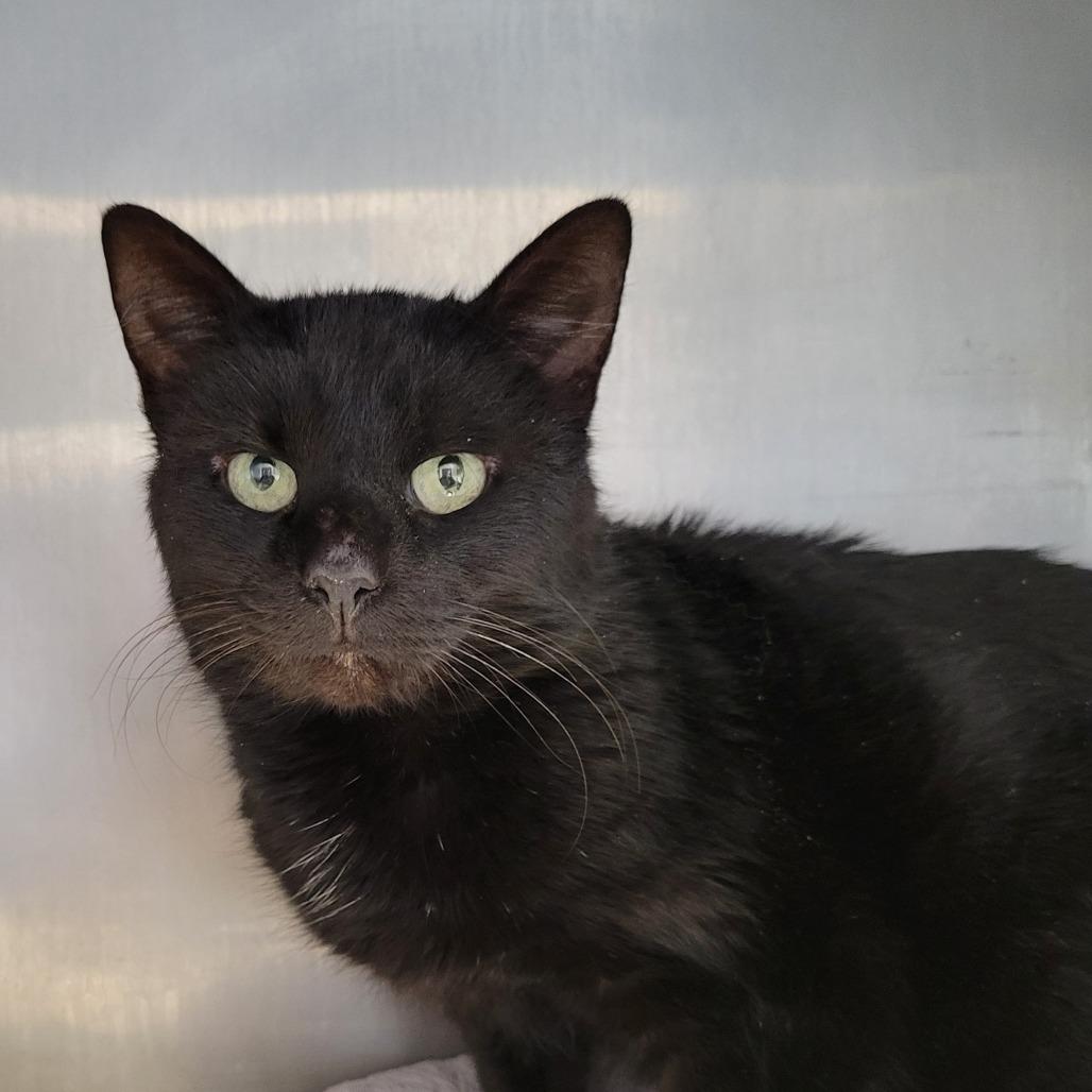 Enlarge Artemis, a Adoptable Domestic Short Hair in Nashville, IN image 2/2