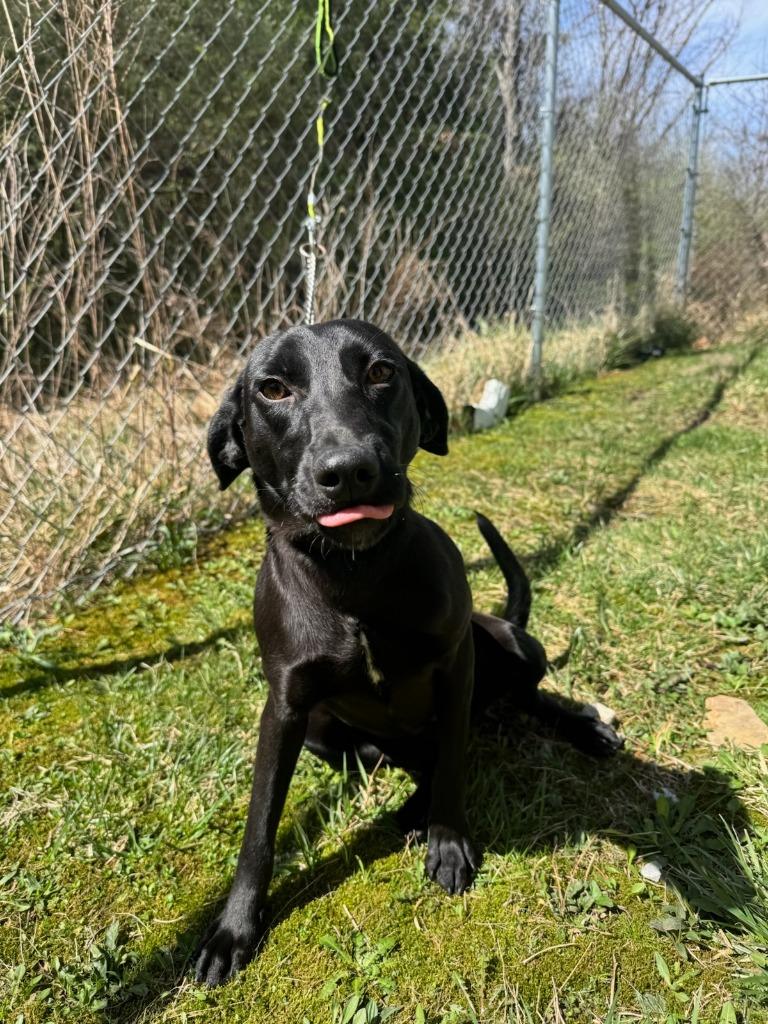 Sweet Tart, Adopted, Adult Female Labrador Retriever.