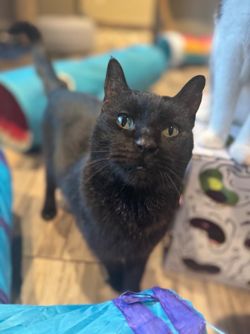 Enlarge Evander, a Adoptable Domestic Short Hair in Osseo, MI image 1/5