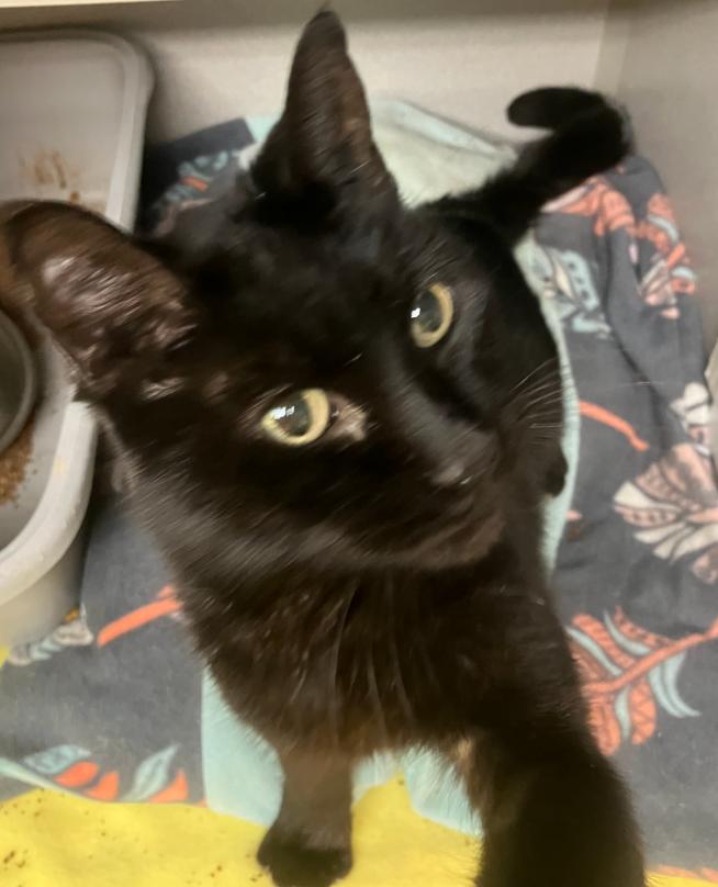 Enlarge Evander, a Adoptable Domestic Short Hair in Osseo, MI image 2/5