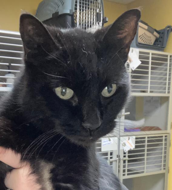 Enlarge Evander, a Adoptable Domestic Short Hair in Osseo, MI image 3/5