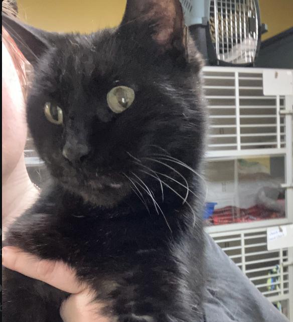 Enlarge Evander, a Adoptable Domestic Short Hair in Osseo, MI image 4/5