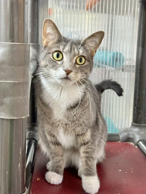 Vicky, Adoptable, Young Female Domestic Short Hair.