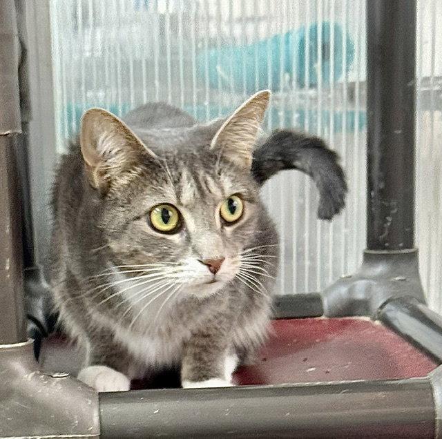 Enlarge Vicky, a Adoptable Domestic Short Hair in Winton, NC image 2/3